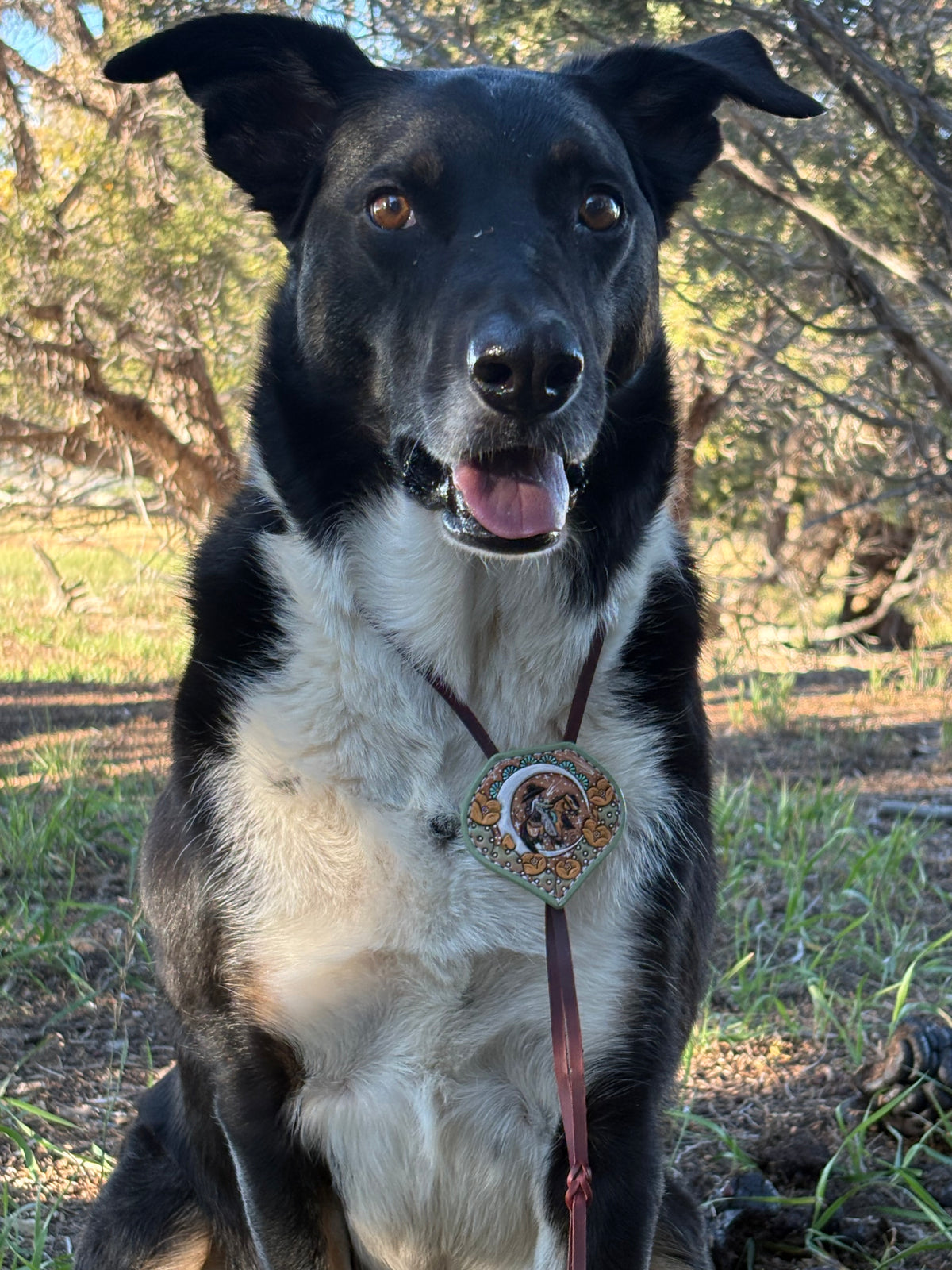Buckin’ Bolo